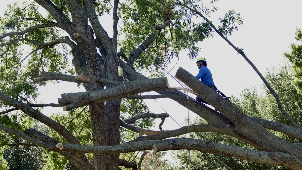 Professional Crown Thinning performed by certified arborists in Atascosa